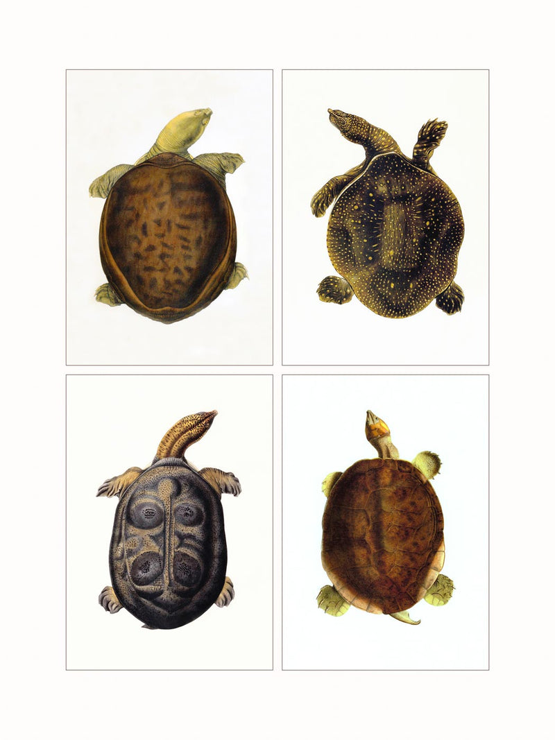 Turtles (quadriptic)