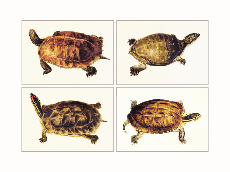 Turtles  (quadriptic)