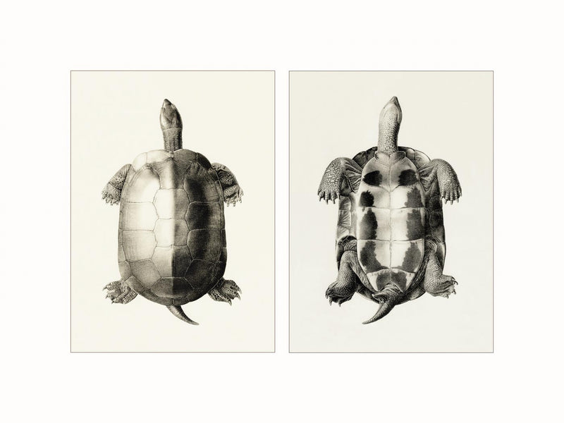 Turtle - Clemmys Mutiea, c1900 - diptych
