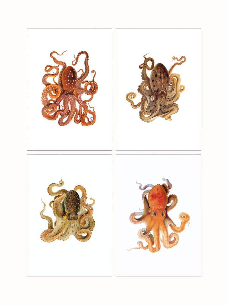 Octopus  (quadriptic)