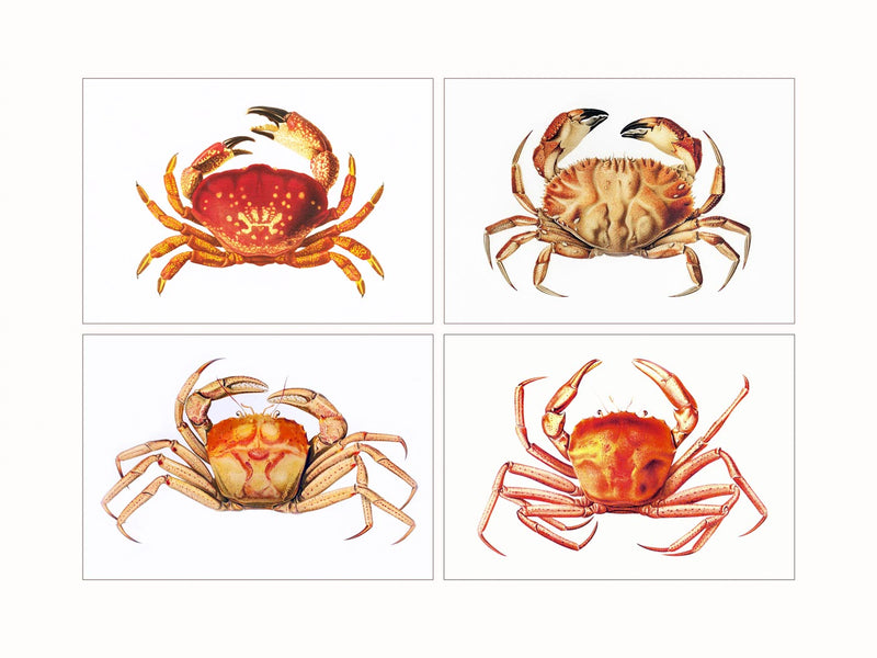 Crabs  (quadriptic)