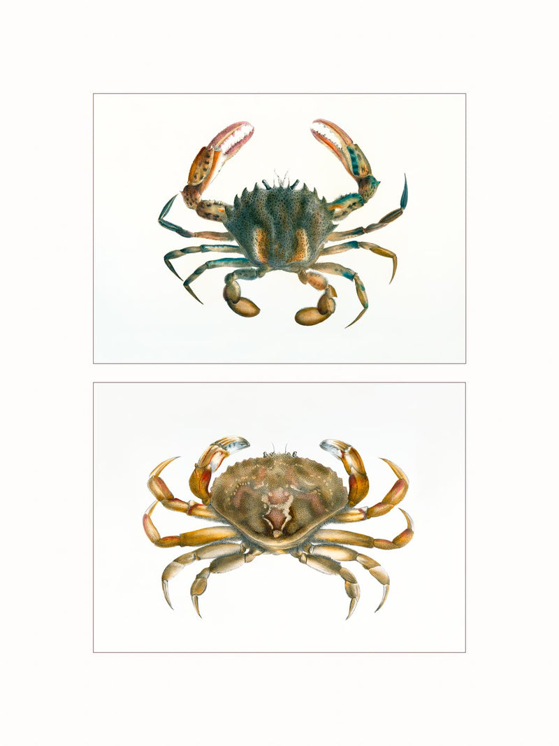 Crabs,  c1840 - diptych