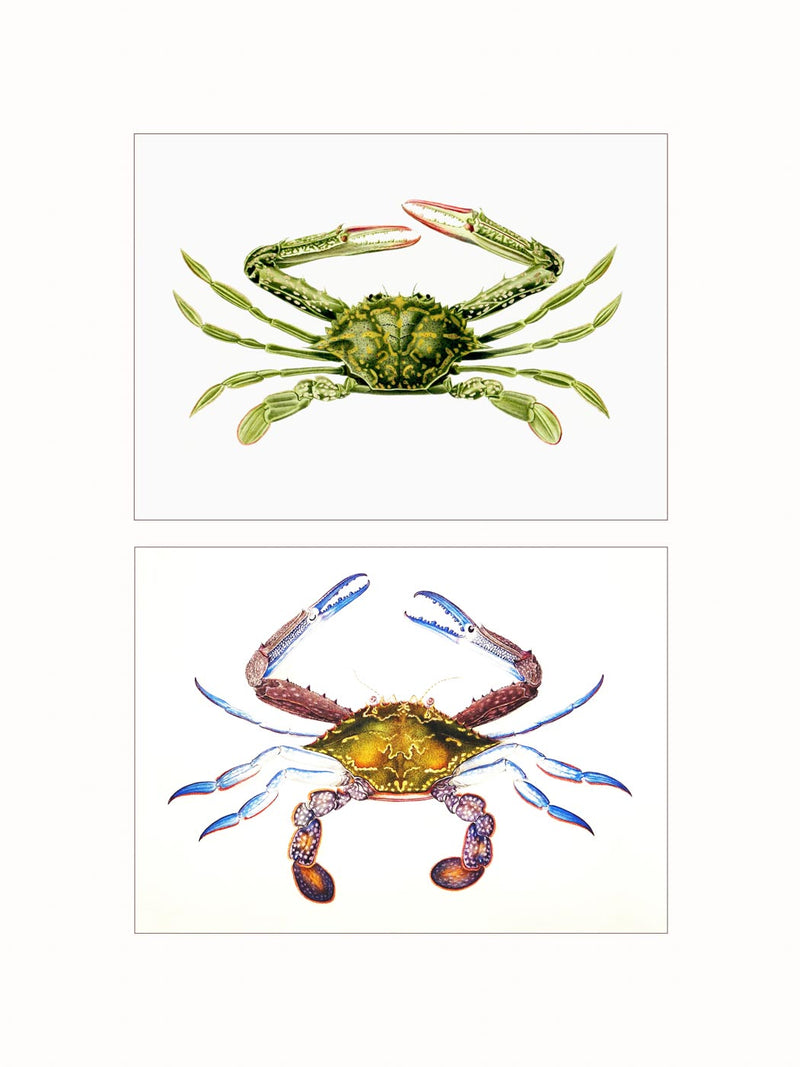 Crabs - diptych