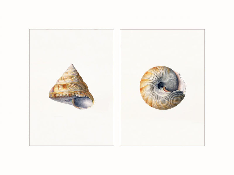 Shells, c1880 - diptych