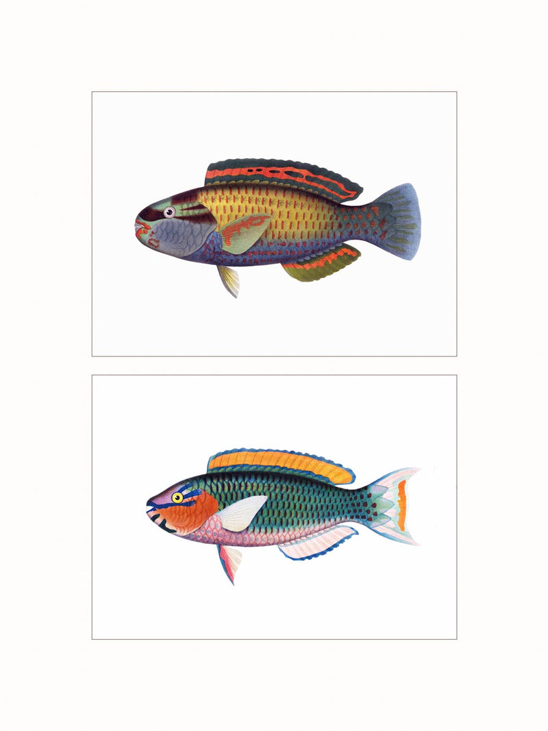 Parrotfishes - diptych