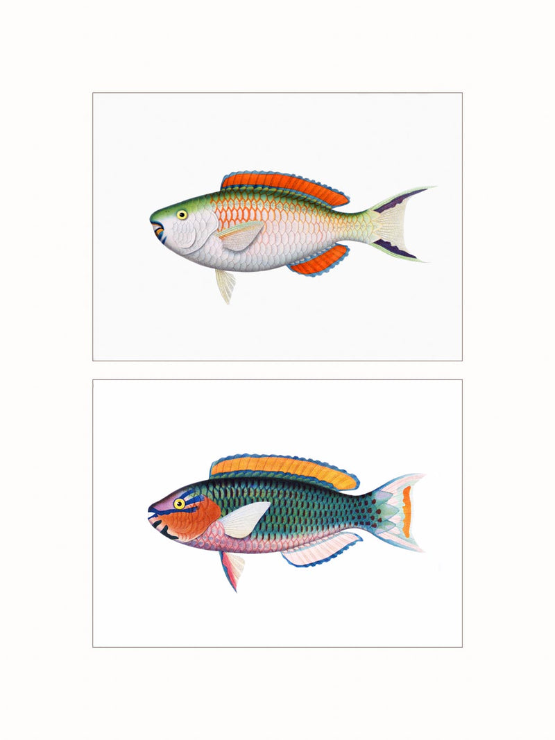 Parrotfishes - diptych