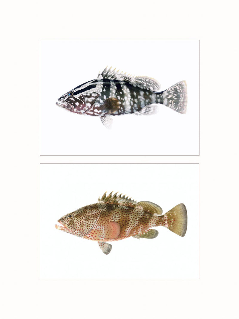 Groupers - diptych