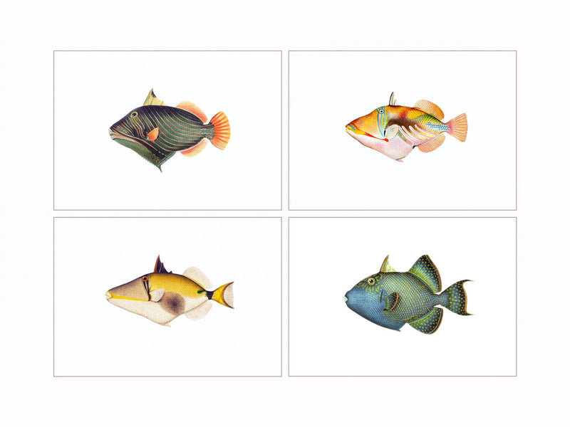 Triggerfishes  (quadriptic)