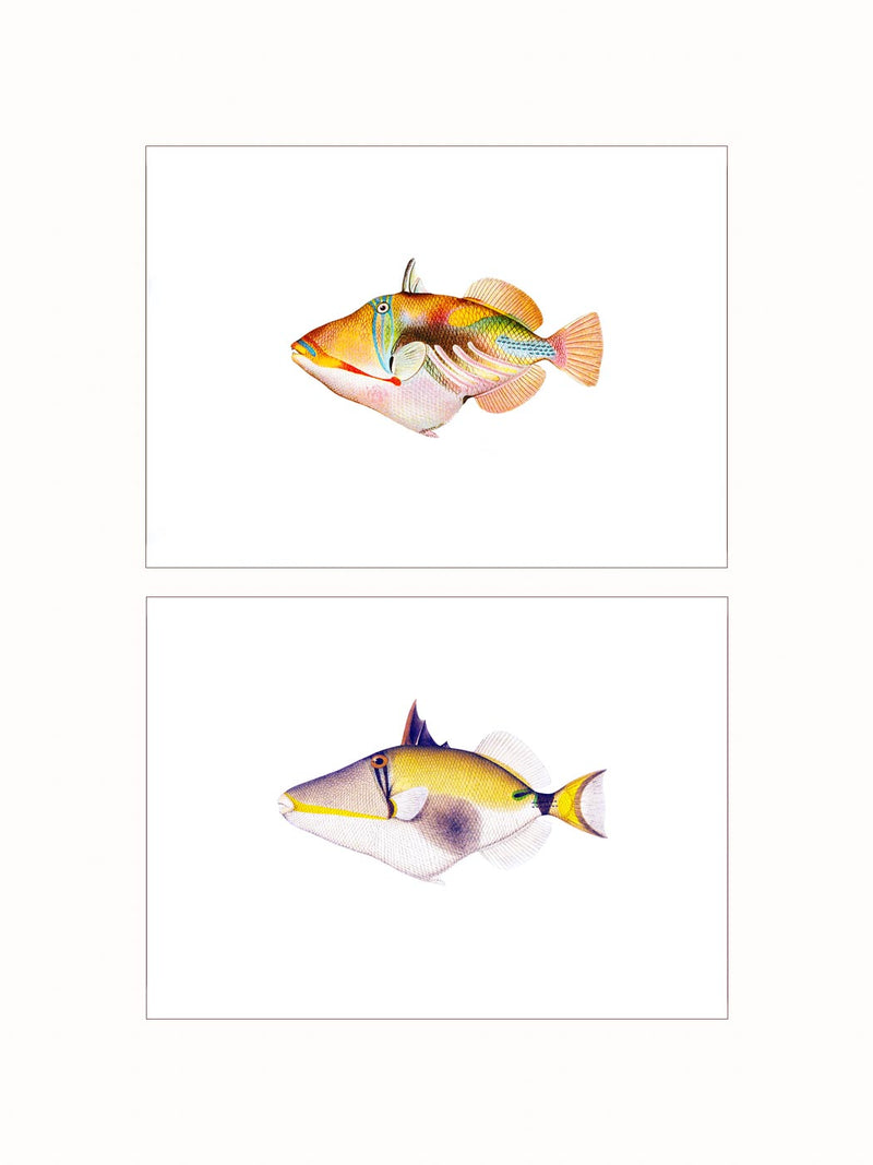 Triggerfishes - diptych