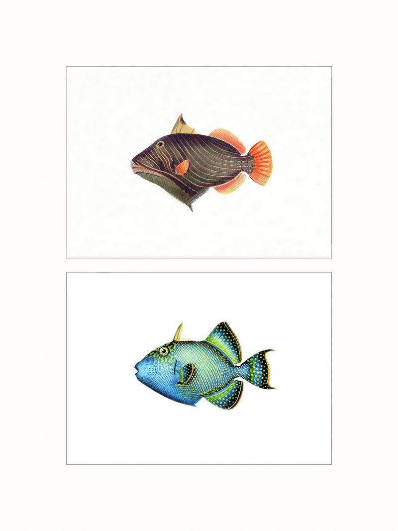 Triggerfishes - diptych
