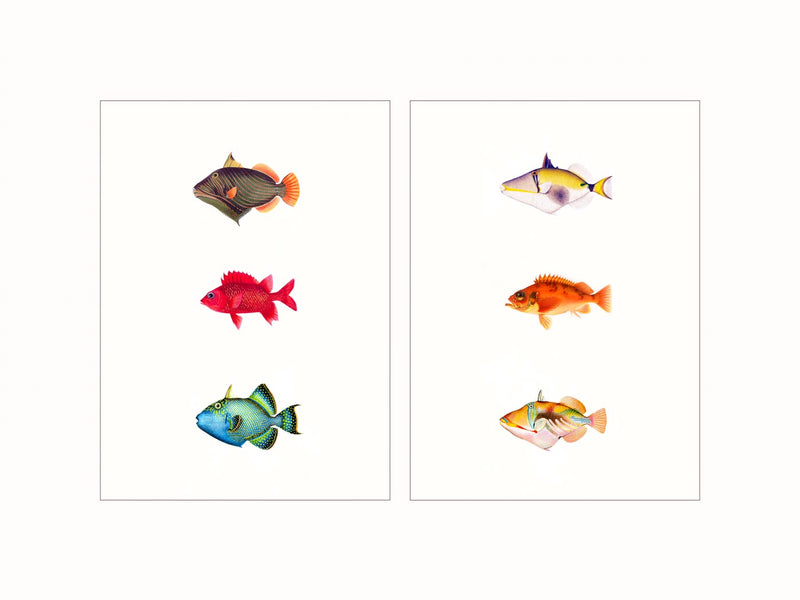 Coral Reef Fishes - diptych