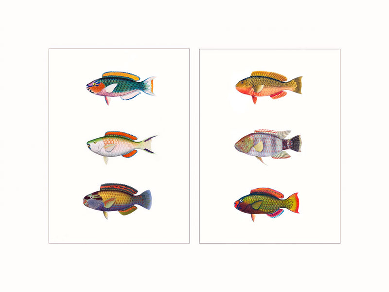 Parrotfishes  - diptych