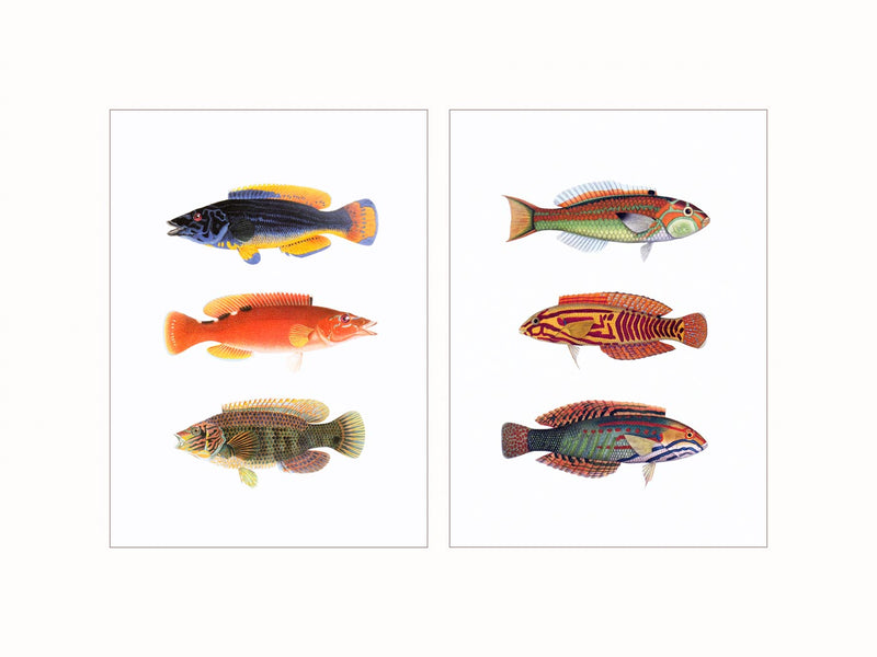 Wrasses - diptych