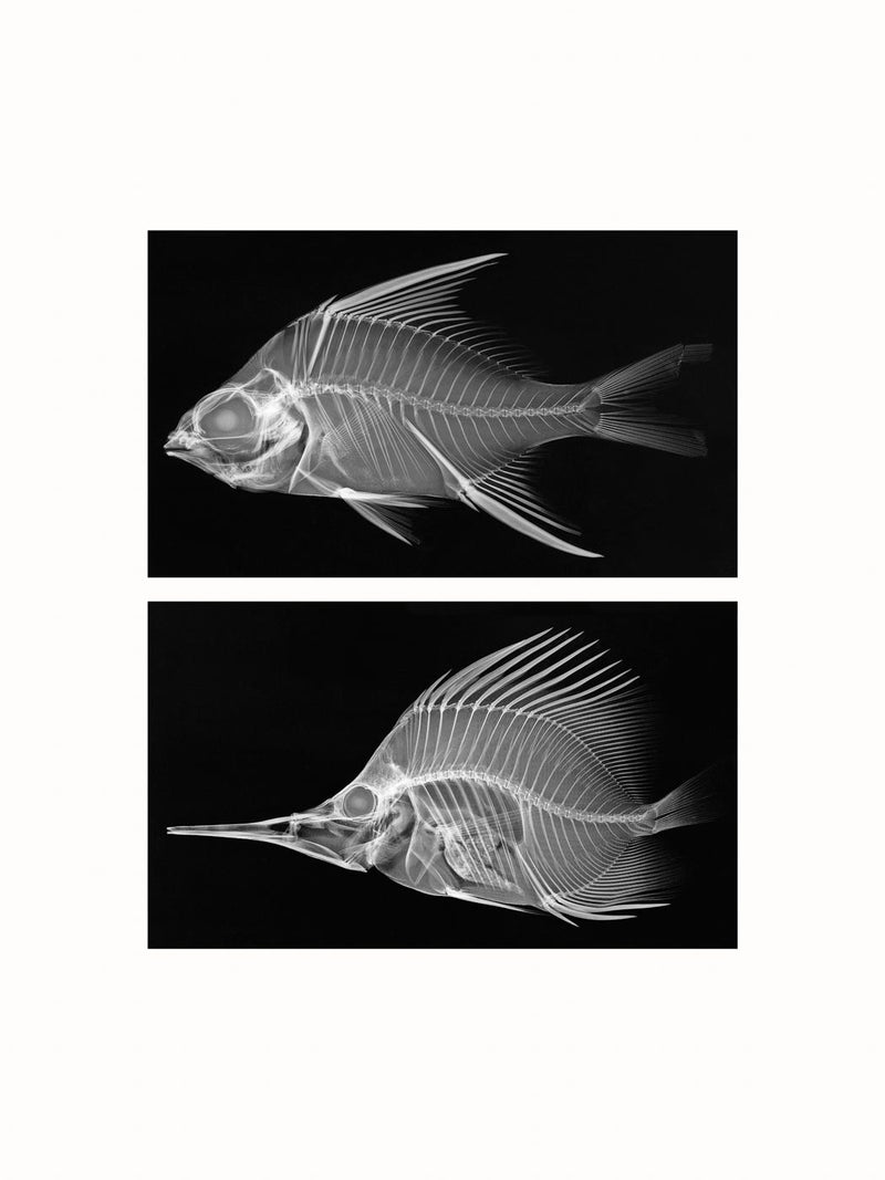X-ray, Fishes - diptych