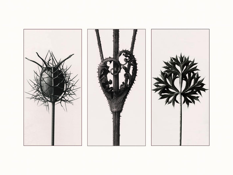 Herbarium, Plate 86, c1920 - triptych