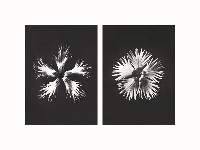 Herbarium, Plate 89, c1920 - diptych