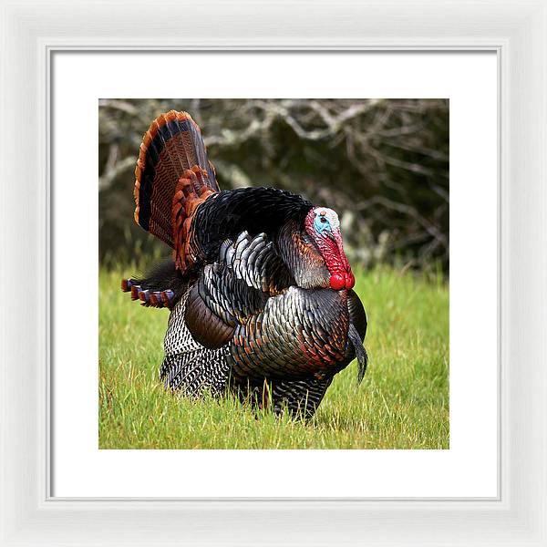 Adult Male Wild Turkey / Art Photo - Framed Print