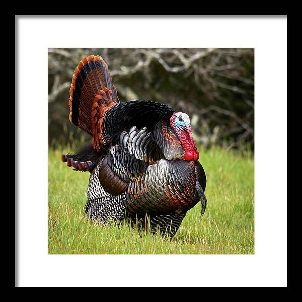 Adult Male Wild Turkey / Art Photo - Framed Print
