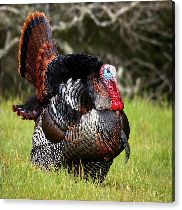 Adult Male Wild Turkey / Art Photo - Acrylic Print