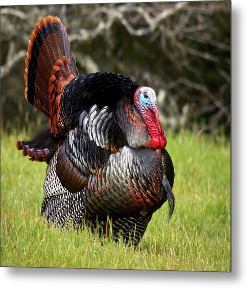 Adult Male Wild Turkey / Art Photo - Metal Print