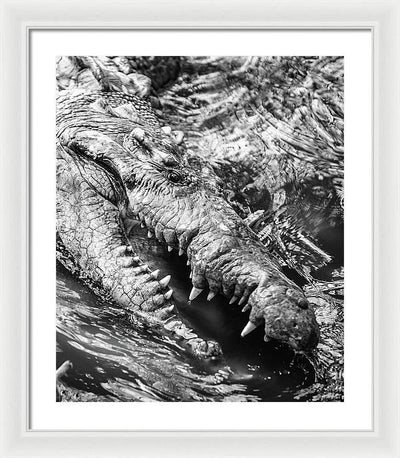 American Crocodile / Art Photo - Framed Print