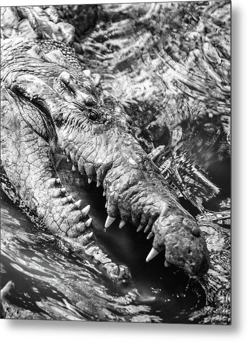 American Crocodile / Art Photo - Metal Print