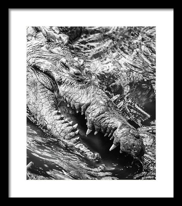 American Crocodile / Art Photo - Framed Print