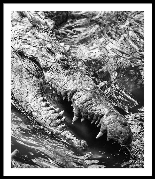 American Crocodile / Art Photo - Framed Print