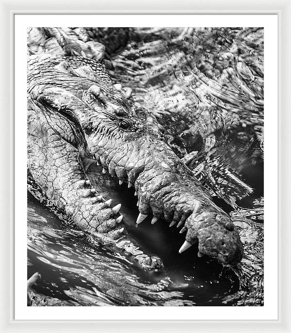 American Crocodile / Art Photo - Framed Print