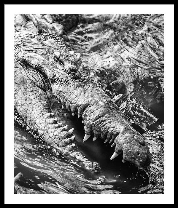 American Crocodile / Art Photo - Framed Print