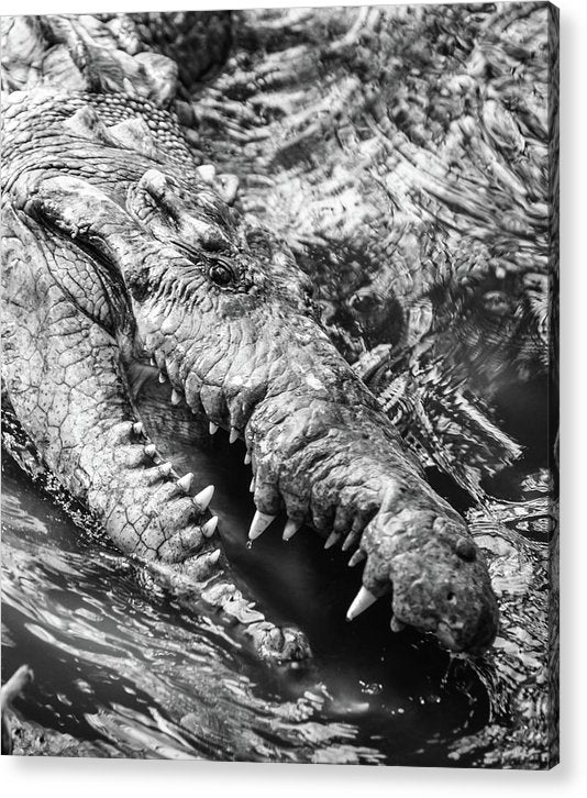 American Crocodile / Art Photo - Acrylic Print