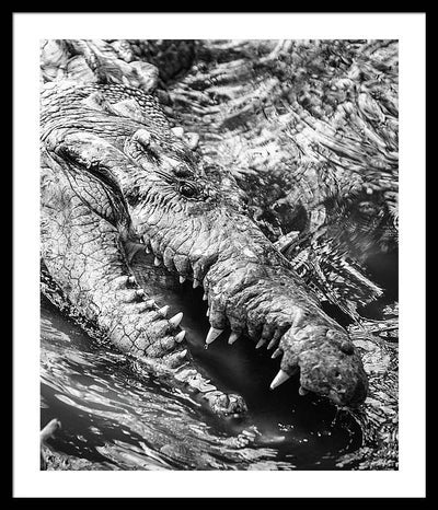 American Crocodile / Art Photo - Framed Print