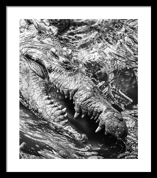 American Crocodile / Art Photo - Framed Print