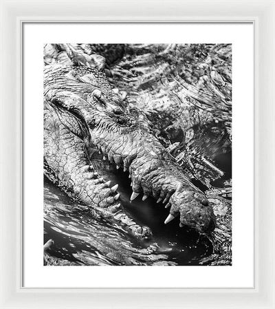 American Crocodile / Art Photo - Framed Print