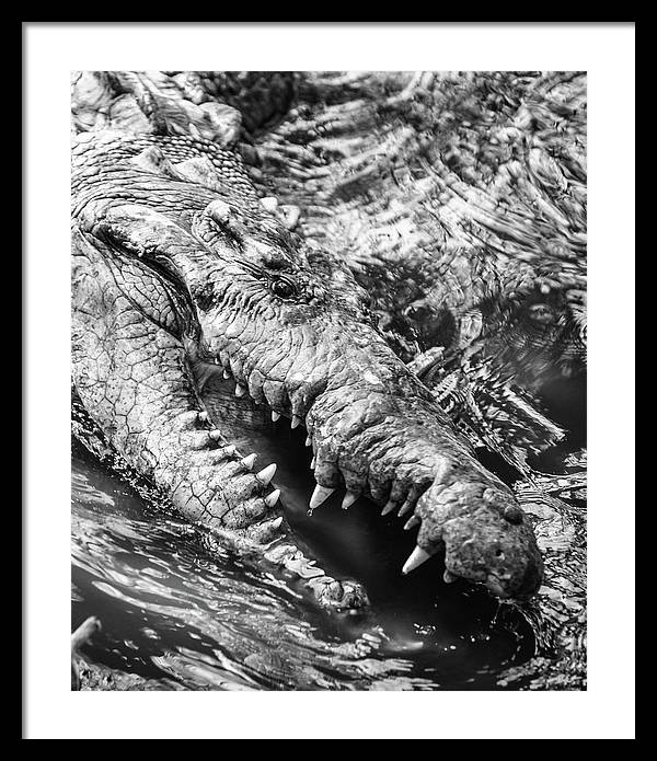 American Crocodile / Art Photo - Framed Print