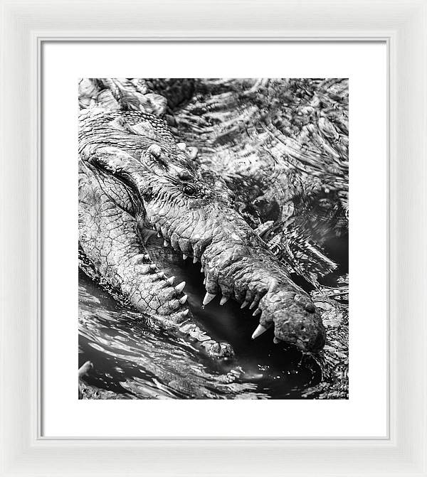 American Crocodile / Art Photo - Framed Print