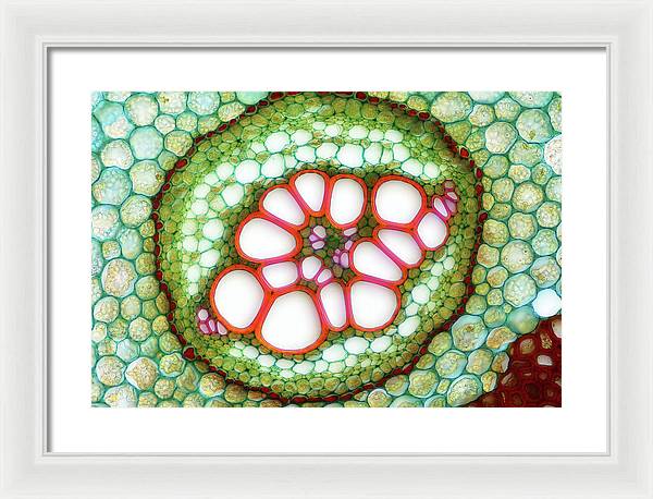 Amphycribral Vascular Bundle of a Fern Rhizome / Art Photo - Framed Print