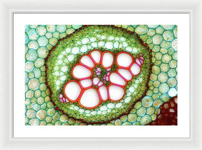 Amphycribral Vascular Bundle of a Fern Rhizome / Art Photo - Framed Print