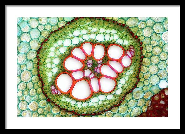 Amphycribral Vascular Bundle of a Fern Rhizome / Art Photo - Framed Print