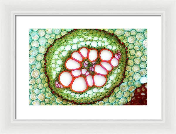 Amphycribral Vascular Bundle of a Fern Rhizome / Art Photo - Framed Print