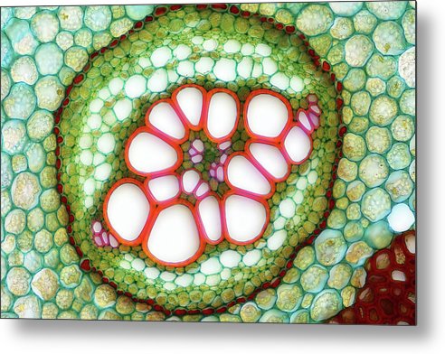 Amphycribral Vascular Bundle of a Fern Rhizome / Art Photo - Metal Print