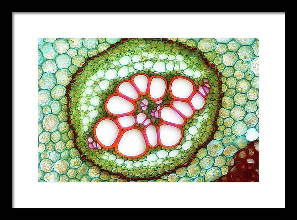 Amphycribral Vascular Bundle of a Fern Rhizome / Art Photo - Framed Print