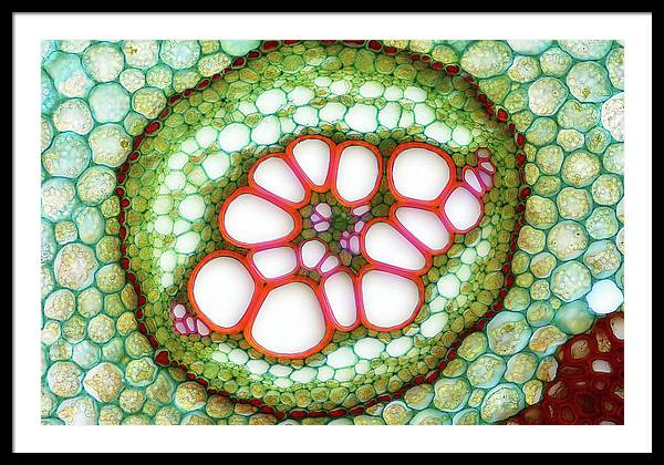 Amphycribral Vascular Bundle of a Fern Rhizome / Art Photo - Framed Print