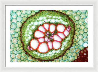 Amphycribral Vascular Bundle of a Fern Rhizome / Art Photo - Framed Print