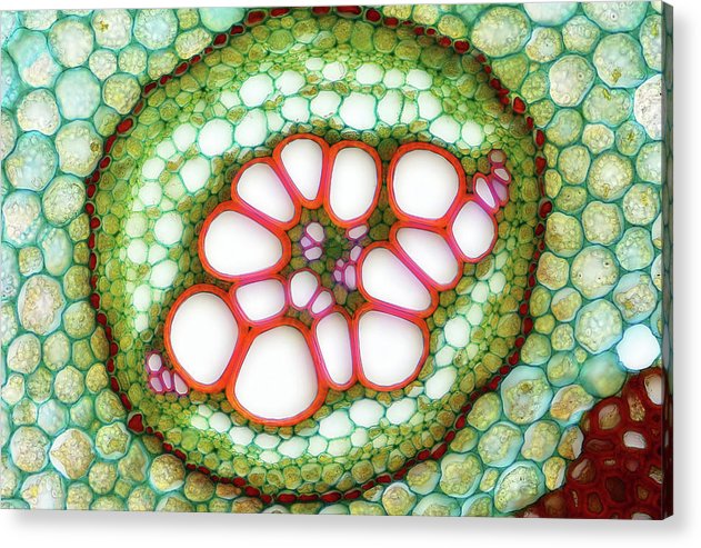 Amphycribral Vascular Bundle of a Fern Rhizome / Art Photo - Acrylic Print