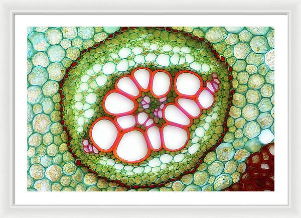 Amphycribral Vascular Bundle of a Fern Rhizome / Art Photo - Framed Print