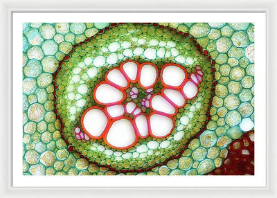 Amphycribral Vascular Bundle of a Fern Rhizome / Art Photo - Framed Print