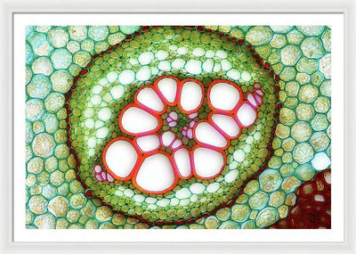 Amphycribral Vascular Bundle of a Fern Rhizome / Art Photo - Framed Print