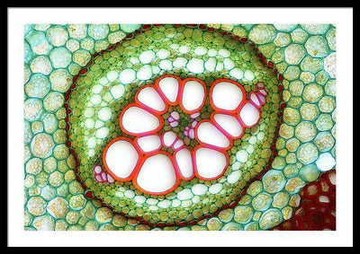 Amphycribral Vascular Bundle of a Fern Rhizome / Art Photo - Framed Print