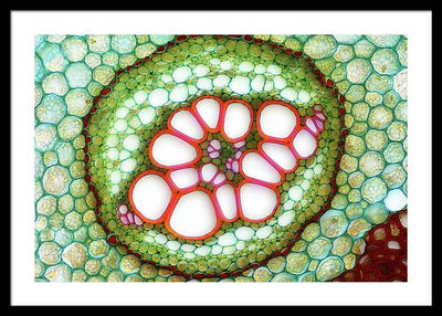 Amphycribral Vascular Bundle of a Fern Rhizome / Art Photo - Framed Print